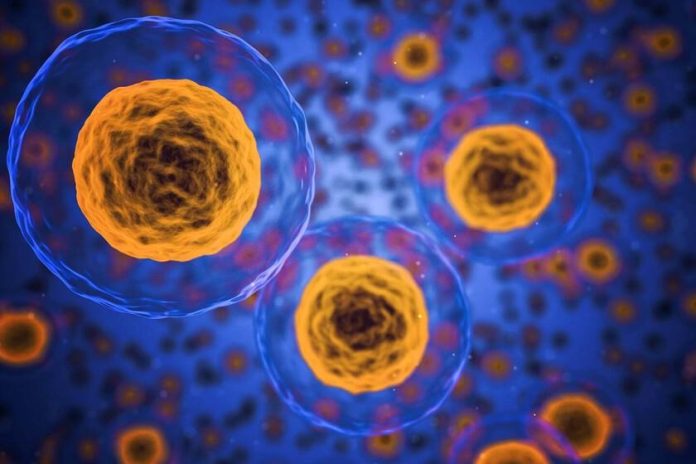 post-1-las-celulas-zombis-que-causan-el-envejecimiento-la-ciencia-y